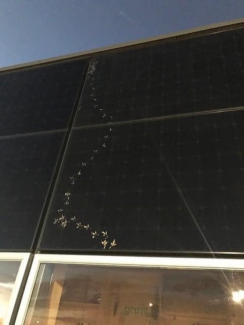 Muddy bird footprints across a solar panel in the Swiss Solar Decathlon 2017 Team's NeighborHub house design.